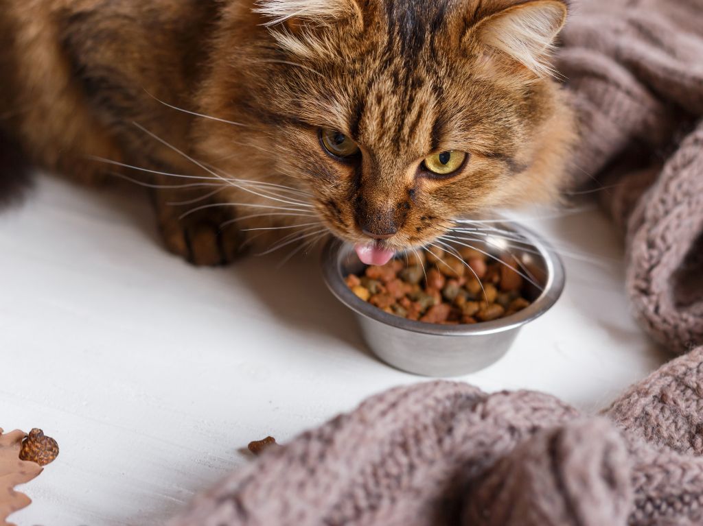 croquettes chat sans cereales